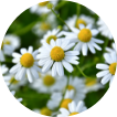 Chamomile