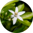 Neroli