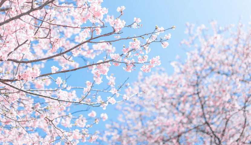 Swing into Spring with a Picnic under the Cherry Blossoms: Top Tips for a Perfect Hanami Picnic!